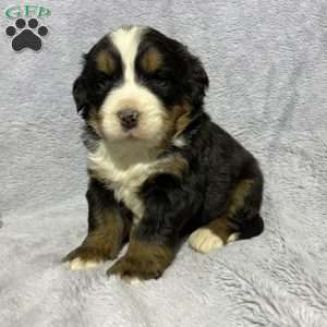 Bernese Mountain Dog Puppies For Sale - Greenfield Puppies