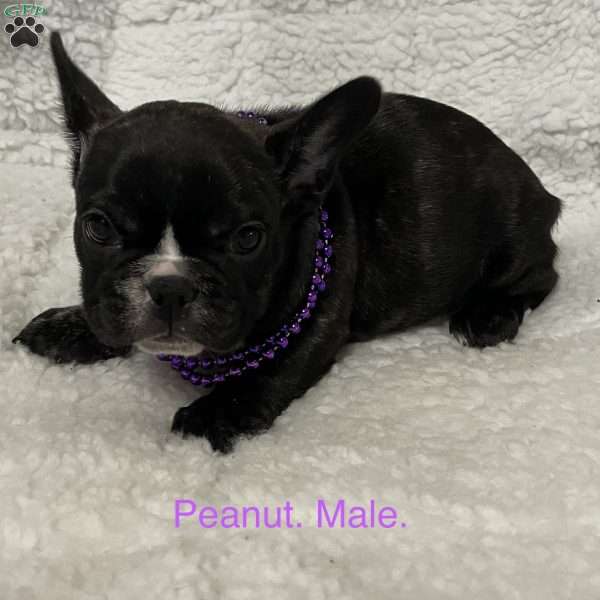 Peanut, French Bulldog Puppy