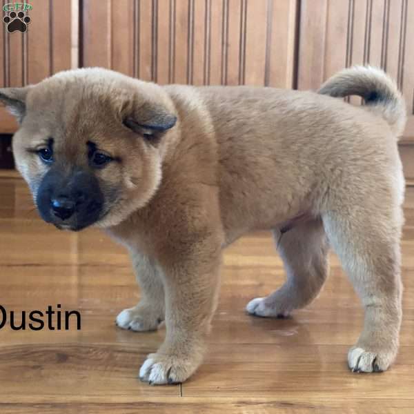 Dustin, Shiba Inu Puppy