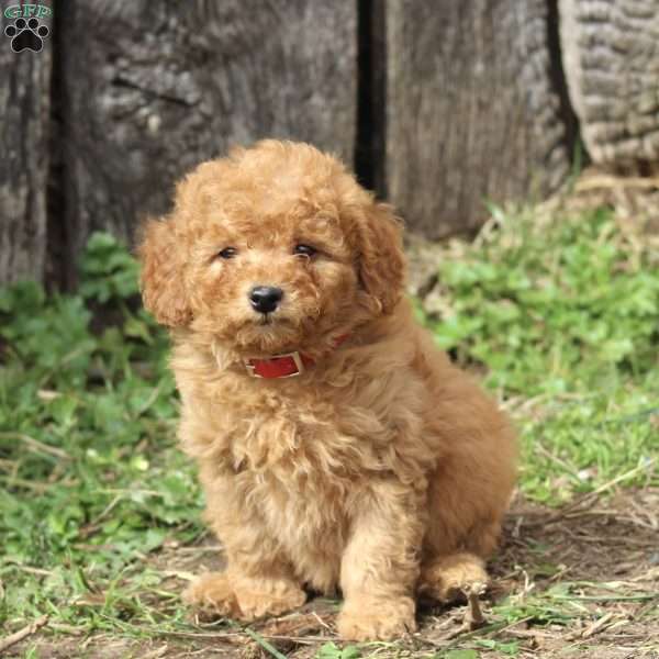 Fluffy, Miniature Poodle Puppy