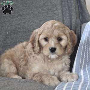 Reuben Stoltzfus - Greenfield Puppies