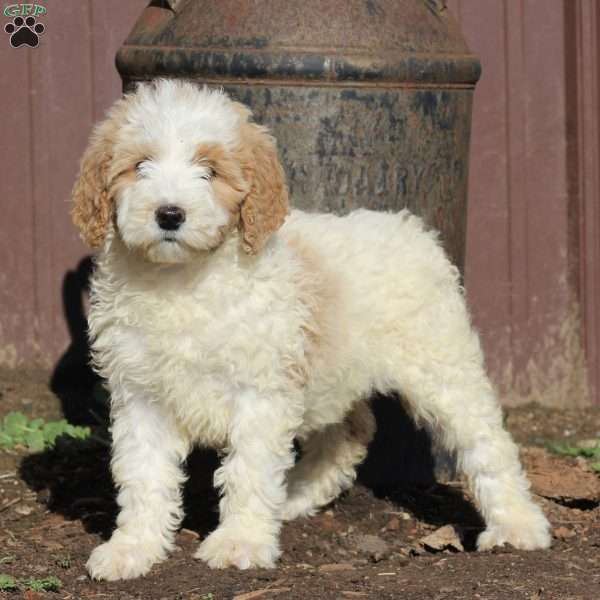 Sierra – F1B, Goldendoodle Puppy