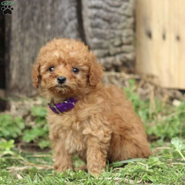 Faye, Miniature Poodle Puppy