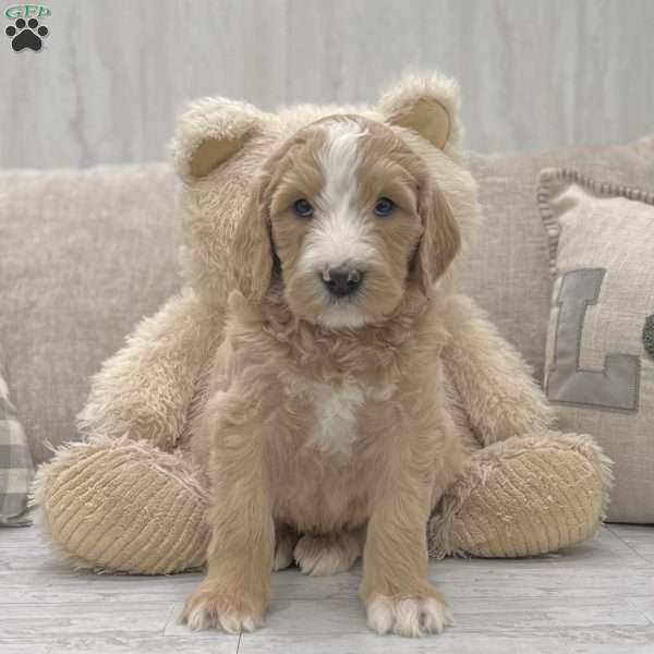Harley, Newfypoo Puppy