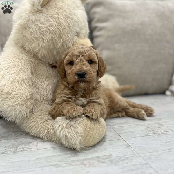 Arlo F1B, Mini Goldendoodle Puppy
