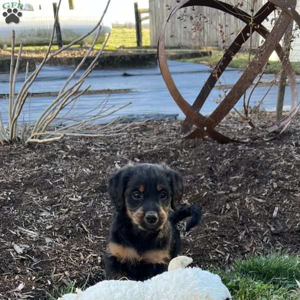 Flynn F1B, Mini Labradoodle Puppy