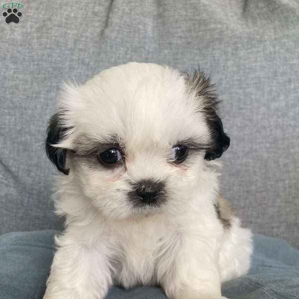 Bailey, Mal-Shi Puppy