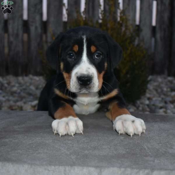 Grace, Greater Swiss Mountain Dog Puppy