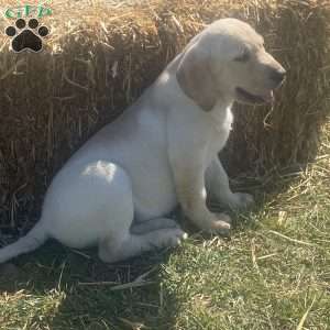 Yellow Labrador Retriever Puppies For Sale | Greenfield Puppies