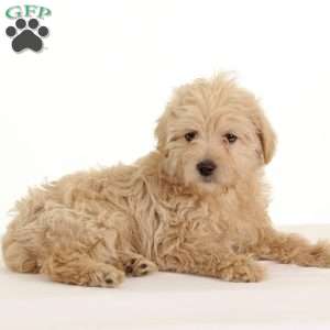 skadedyr Opmærksomhed Windswept Toy Poodle Mix Puppies For Sale | Greenfield Puppies
