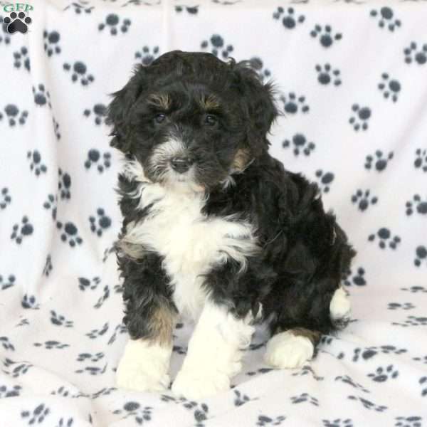 Alfie, Miniature Aussiedoodle Puppy