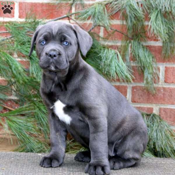 Alisha, Cane Corso Puppy