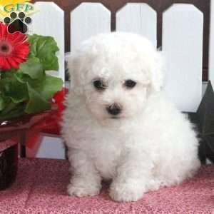 Bichon Frise Puppies For Sale - Greenfield Puppies