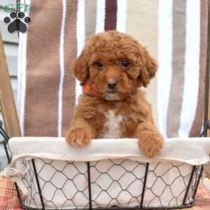Miniature Poodle Mix Puppies For Sale | Greenfield Puppies