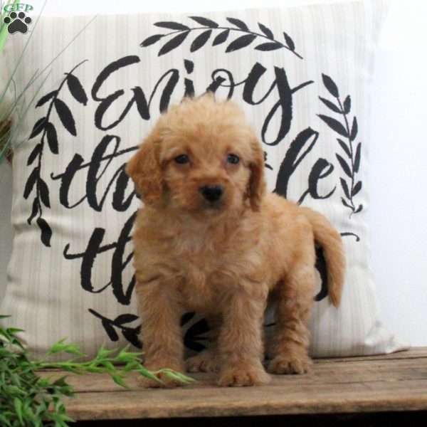 Amy, Mini Labradoodle Puppy
