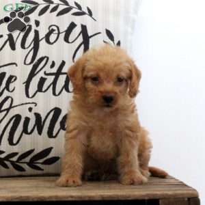 Amy, Mini Labradoodle Puppy