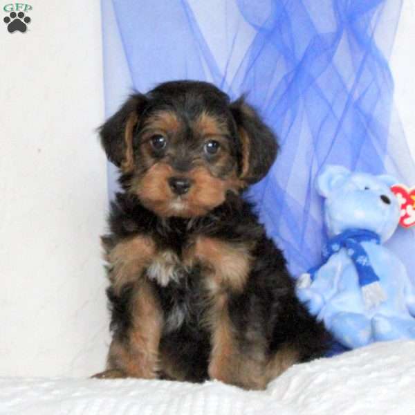 Andy, Yorkie-Poo Puppy