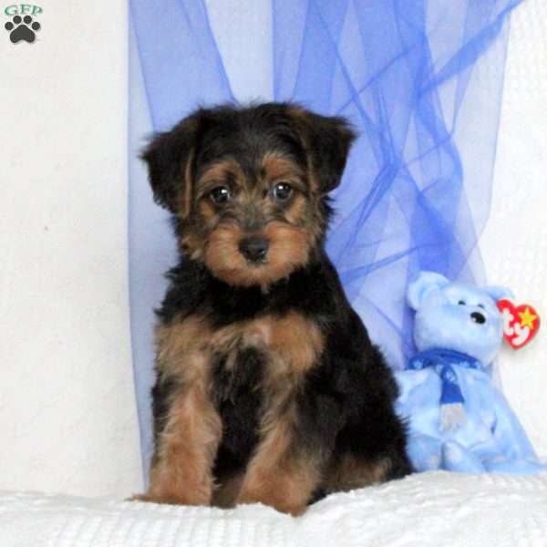 Anthony, Yorkie-Poo Puppy