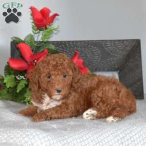 Aspen, Miniature Poodle Puppy