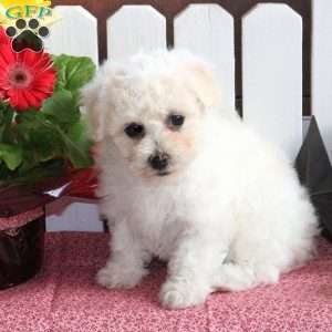 Bichon Frise Puppies For Sale | Greenfield Puppies