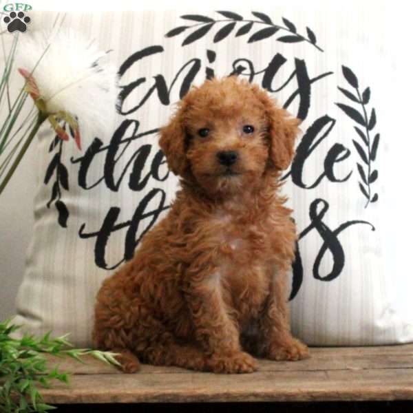 Avery, Mini Labradoodle Puppy