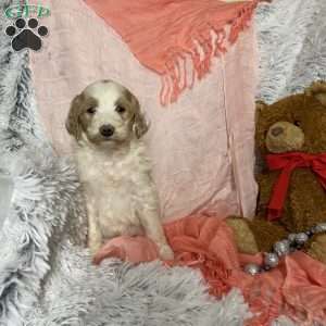 Adena, Goldendoodle Puppy