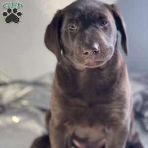 Chocolate Labrador Retriever Puppies For Sale - Greenfield Puppies