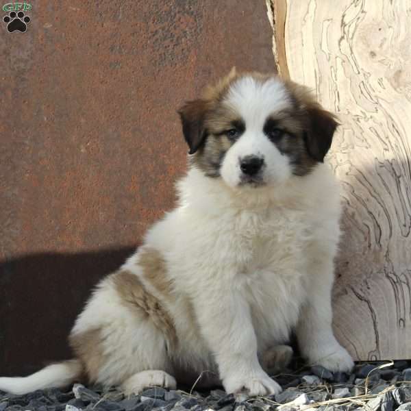 Captain, Great Pyrenees Mix Puppy