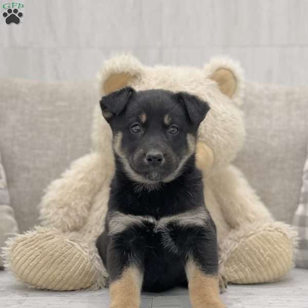 Margot, Australian Shepherd Mix Puppy