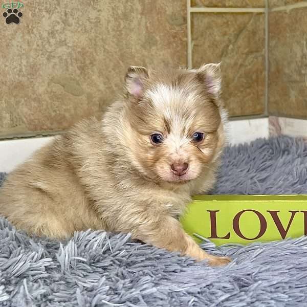 Prince, Pomeranian Puppy
