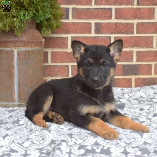 Bailey, German Shepherd Puppy