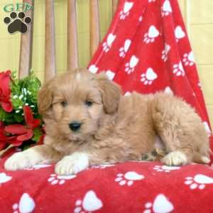 Barkley, Miniature Poodle Mix Puppy