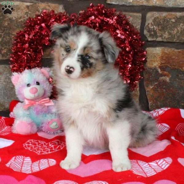 Bella, Australian Shepherd Puppy