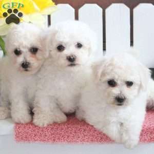Almond, Bichon Frise Puppy