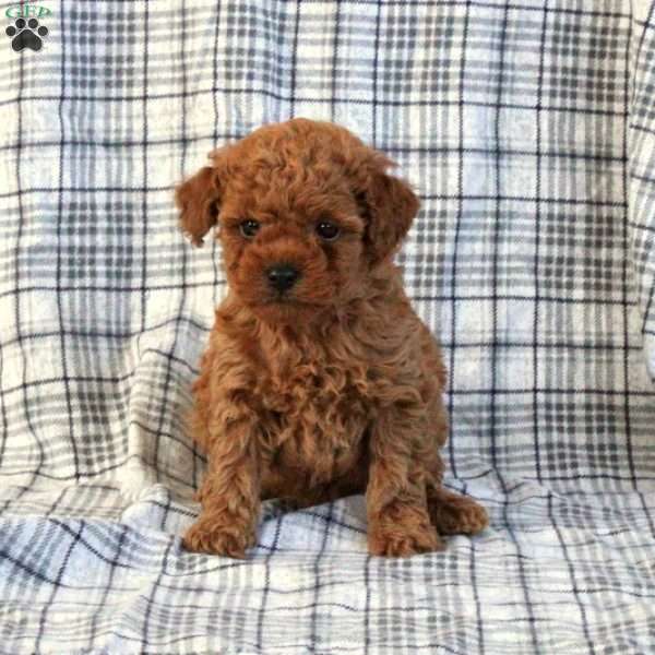 Billy, Toy Poodle Puppy