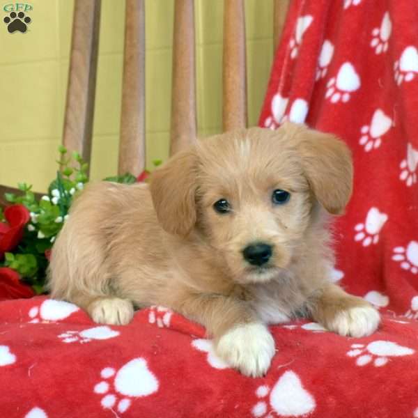 Bindi, Miniature Poodle Mix Puppy