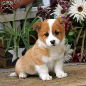 Welsh Corgi Mix Puppies For Sale | Greenfield Puppies