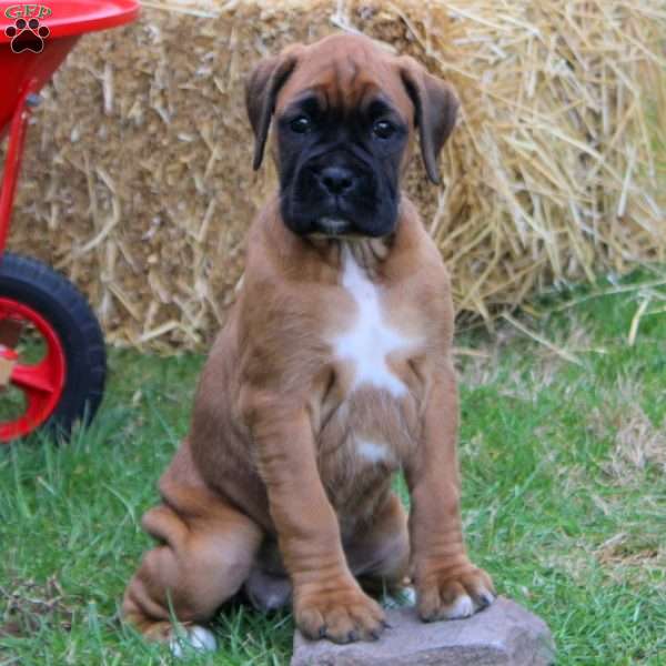 Bounce, Boxer Puppy