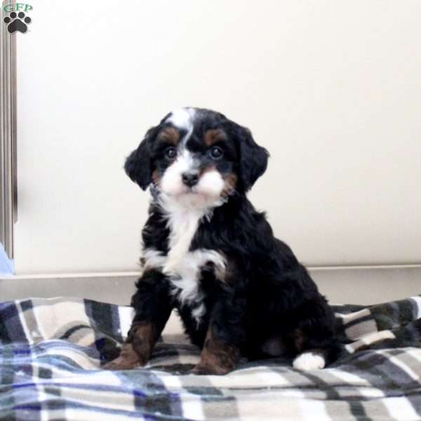 Brielle Mini Bernedoodle Puppy For Sale in Pennsylvania