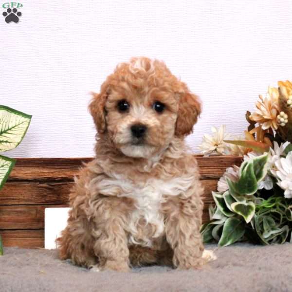 Brody, Bich-poo Puppy