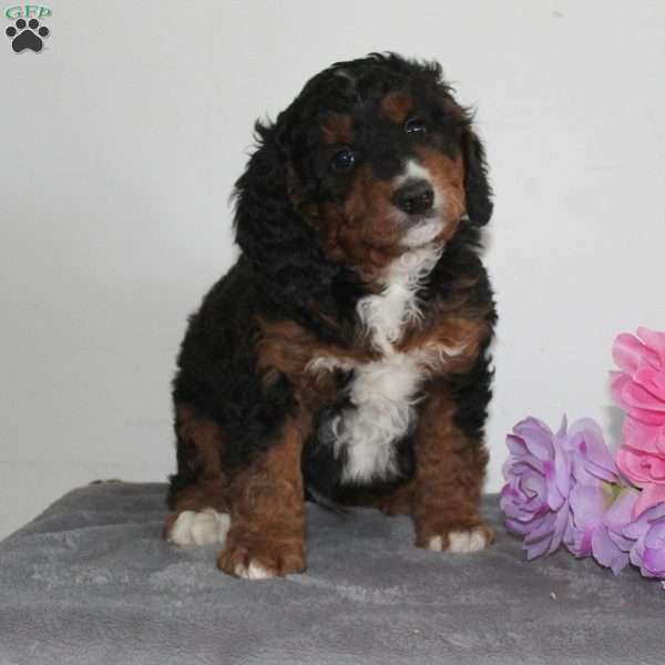 Buddy, Mini Bernedoodle Puppy