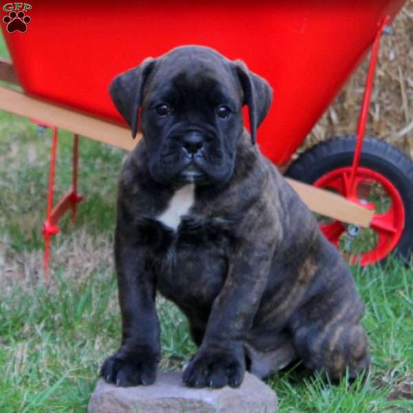 Bullet, Boxer Puppy