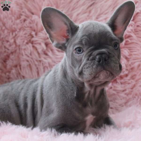 Buzz, French Bulldog Puppy