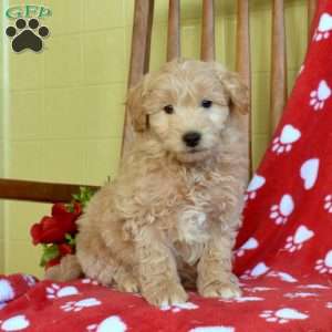 Miniature Poodle Mix Puppies For Sale | Greenfield Puppies