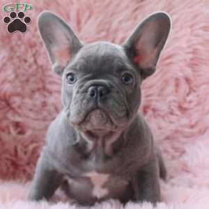 Buzz, French Bulldog Puppy
