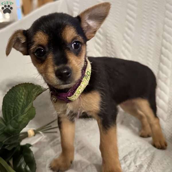 Gabi, Rat Terrier Puppy