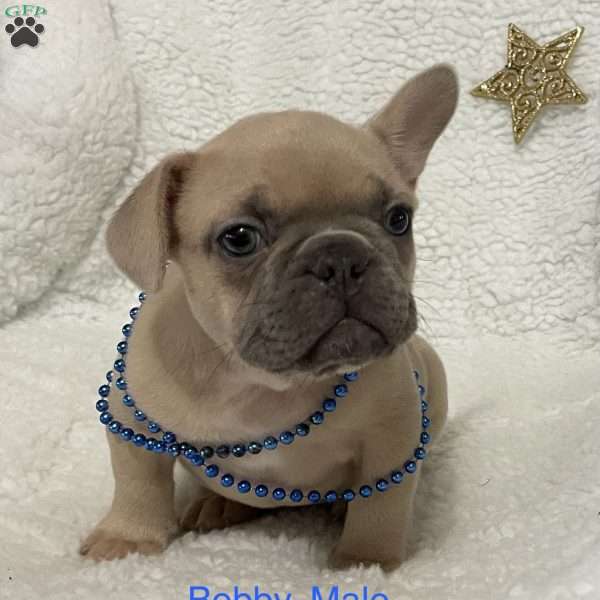 Bobby., French Bulldog Puppy