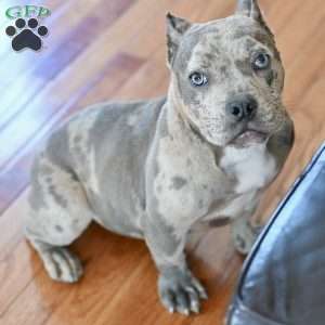 greenfield puppies website