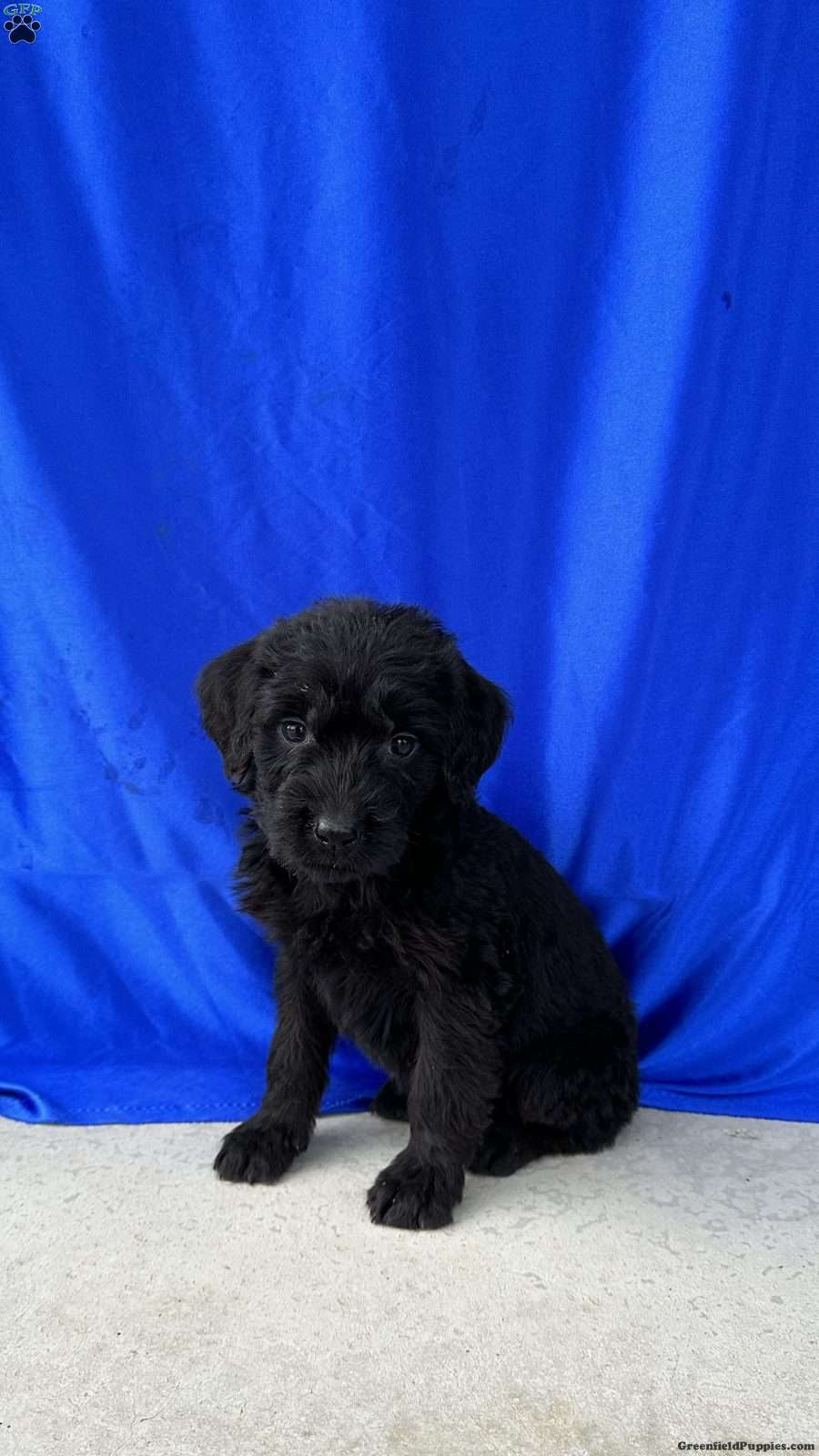 Macy RottiePoo Puppy For Sale in Ohio