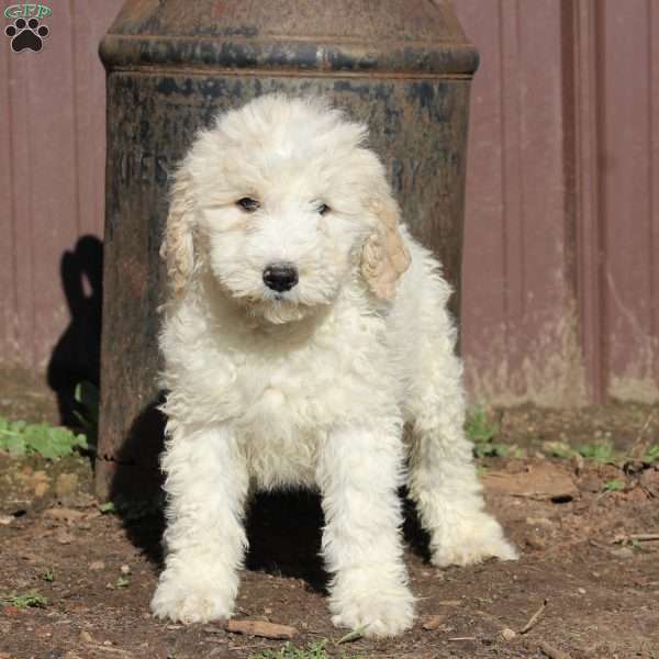 Sunny – F1B, Goldendoodle Puppy